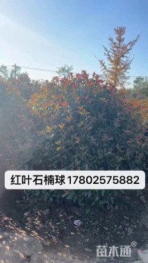 冠幅180厘米红叶石楠球