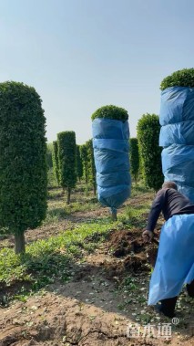 高度250厘米卫矛