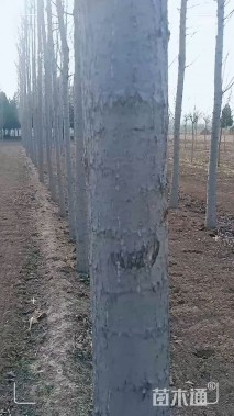 150公分107速生杨