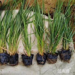 高度50厘米拂子茅