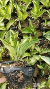 高度30厘米花叶玉簪