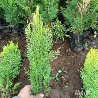 高度60厘米洒金柏小苗