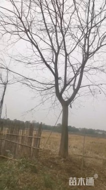 25公分朴树