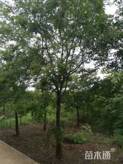 21公分朴树