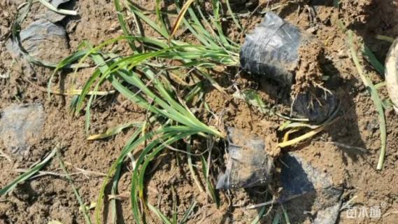 高度15厘米金娃娃萱草