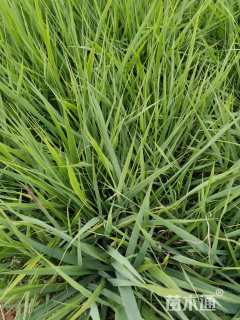 高度20厘米画眉草