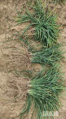 高度15厘米麦冬