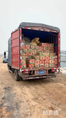 高度30厘米大吴风草