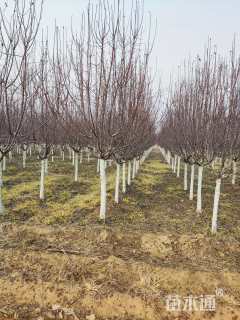 10公分绚丽海棠