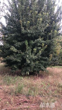 高度800厘米丛生三角枫