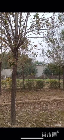 12公分老式白蜡