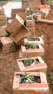 高度26厘米醉鱼草