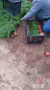 高度20厘米墨西哥羽毛草