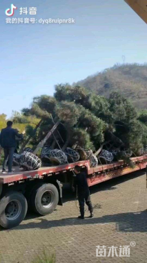 17公分造型油松