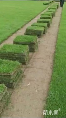 草卷状马尼拉草