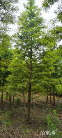 10公分墨西哥落羽杉