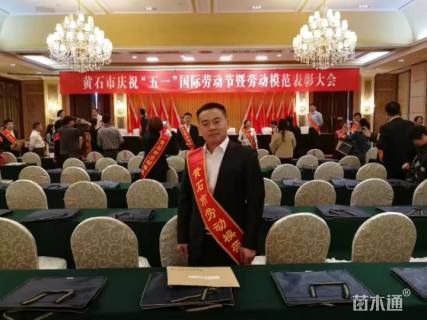 高度50厘米金边黄杨