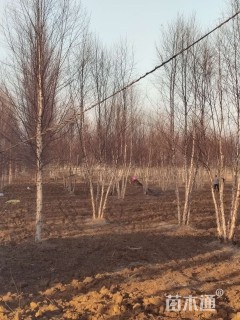 10公分银杏