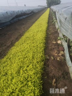 高度7厘米金叶过路黄