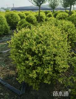 冠幅120厘米金叶女贞球