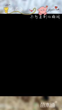 高度400厘米蜡梅
