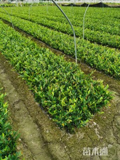 高度30厘米小叶蚊母