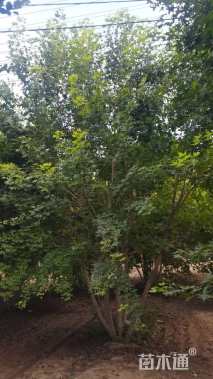 高度600厘米丛生五角枫