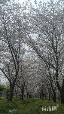 25公分染井吉野樱