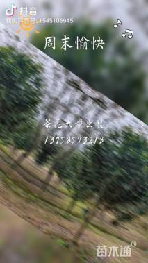 20公分早樱