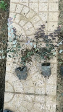 高度30厘米红花继木