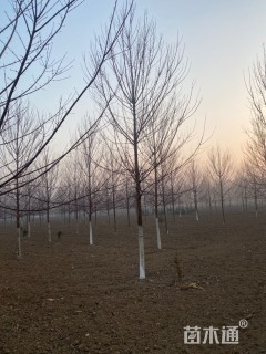 10公分美国红枫-红冠