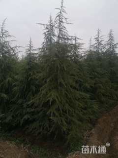 高度400厘米雪松
