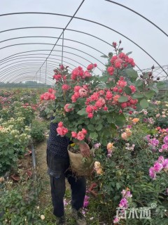 高度90厘米月季
