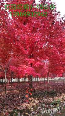 18公分美国红枫-红冠