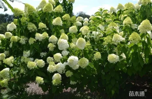 高度50厘米木绣球