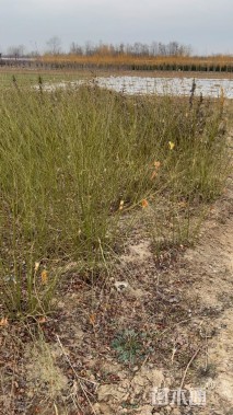 高度100厘米棣棠