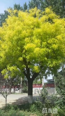 80公分国槐