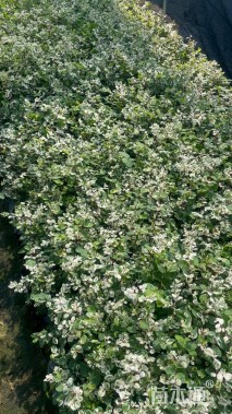 高度25厘米白雪木