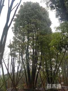 40公分(3杆)丛生香樟
