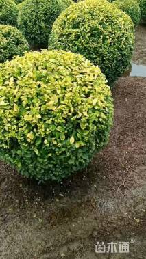 冠幅150厘米金叶女贞球