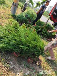 高度60厘米塔柏