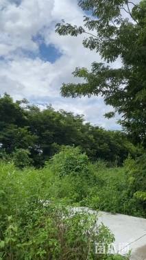 10公分海南黄花梨