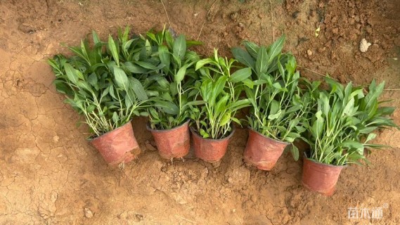 高度20厘米假龙头