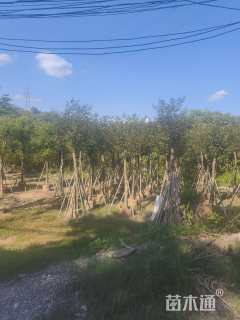 15公分黄花风铃木