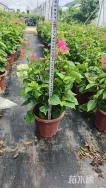 高度35厘米拼种多彩三角梅