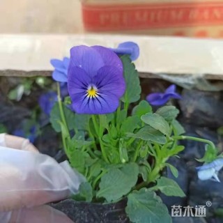 高度15厘米角堇