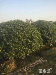 冠幅300厘米海桐球