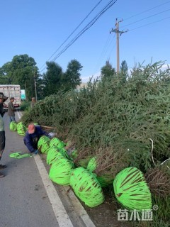 高度300厘米云杉