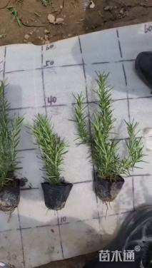 高度15厘米迷迭香