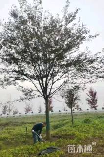 20公分榉树